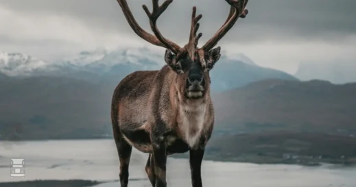 BIGtruck Rendier BIGtruck Rendier