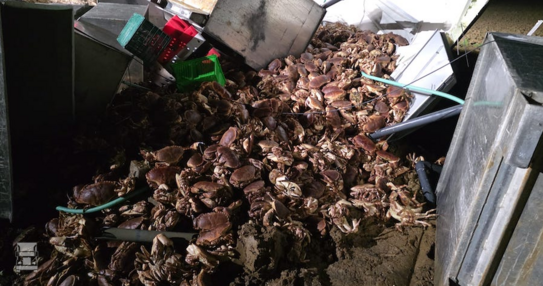 BIGtruck krabben 2 BIGtruck krabben 2